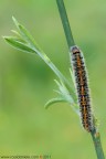 Lasiocampa trifolii