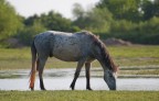 Camargue Camargue
