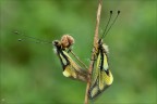 Libelloides coccajius Libelloides coccajius