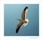 L'armonia di volo...