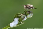 Bombylius Bombylius