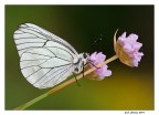 Aporia Aporia