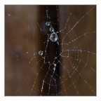 chi ci spia? chi ci spia?