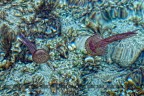 Meduse Meduse