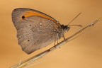 Maniola jurtina Maniola jurtina
