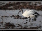 Ibis Sacro # 4 Ibis Sacro # 4
