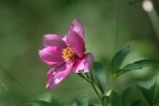 Peonia Selvatica Peonia Selvatica