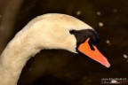 Cigno Cigno