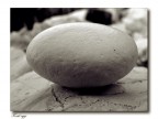 Fossil Eggs Fossil Eggs