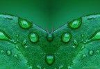 Farfallone-verde Farfallone-verde