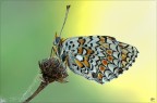 Melitaea phoebe Melitaea phoebe