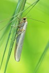 Falena Falena