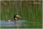 Svasso(Podiceps cristatus) Svasso(Podiceps cristatus)