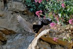 la lotta tra i fiori la lotta tra i fiori