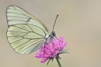 Aporia crataegi Aporia crataegi