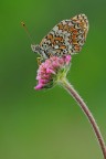 Melitaea phoebe