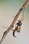 Ctenophora festiva