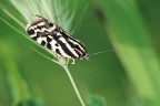 Emmelia trabealis