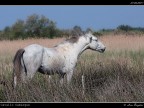 Camargue # 3