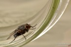 Mosca Mosca