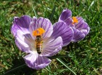 ape sul fiore ape sul fiore