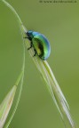 crysolina faustosa crysolina faustosa