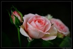 Rosa (Macro) Rosa (Macro)