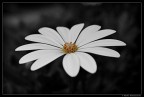 Margherita Bianca (Macro) Margherita Bianca (Macro)