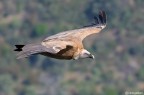 In volo con il grifone In volo con il grifone