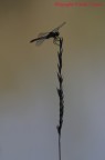 Orthetrum cancellatum in silhouette Orthetrum cancellatum in silhouette