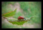 ancora lei ladybird