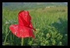 il rosso, il verde e il ragnetto