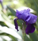 Iris Iris