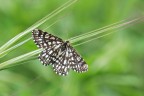 Rheumaptera hastata