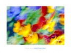 primavera primavera