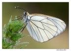 Aporia Crataegi femmina Aporia Crataegi femmina