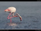 Camargue # 4 Camargue # 4