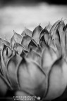 grafic plant grafic plant