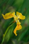 iris pseudacorus
