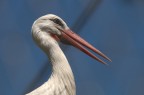 cicogna cicogna