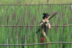 La raccoglitrice di fiori La raccoglitrice di fiori