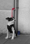cane francese cane francese