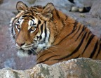 tigre tigre