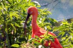 ibis scarlatto