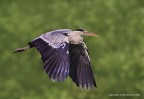 Airone Cenerino (Ardea cinerea) Airone Cenerino (Ardea cinerea)