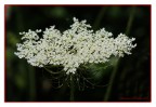 DSC07775----6