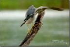 Nitticora(Nycticorax nycticorax)