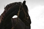 Black horse Black horse