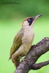 picus viridis picus viridis
