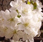 ciliegio cassina nuova ciliegio cassina nuova